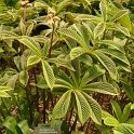 Rodgersia sambucifolia feuille